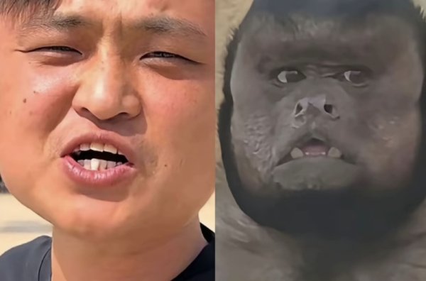 配资门户首页 网红“狗王”撞脸合肥“丑猴”：计划用口技让“丑猴说话”_大皖新闻 | 安徽网