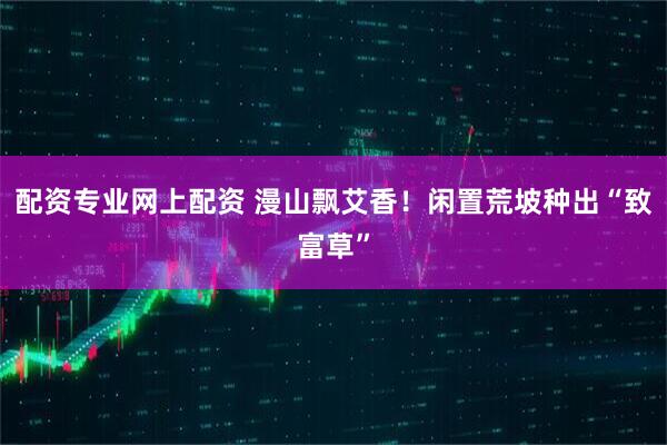 配资专业网上配资 漫山飘艾香！闲置荒坡种出“致富草”